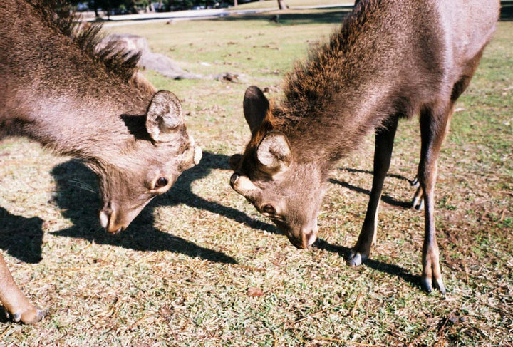 AgfaPhoto Vista Plus 400 - 36exp, 135/35mm Color Negative Film